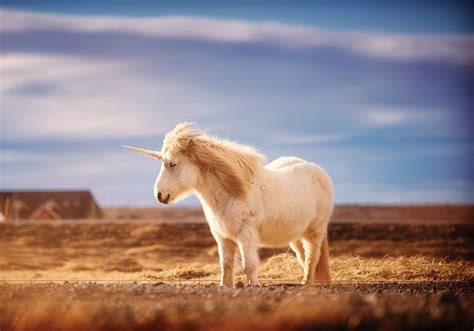 What's Happening With The Word "Unicorn"? - Everything After Z by