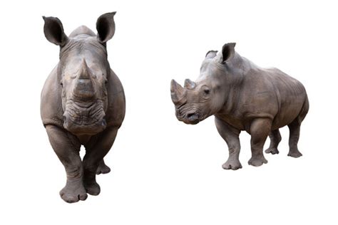 Rhino Face Profile