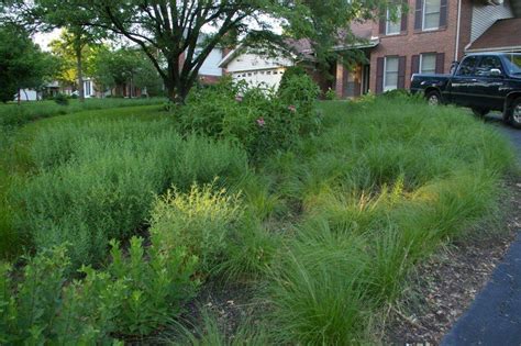 Find the perfect prairie grass stock photos and editorial news pictures from getty images. Landscape Challenge 2010 Front Yard - Wild Ones St. Louis ...