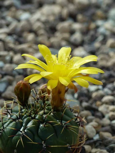 If you want to see more amazing pictures and all the expert tips on how to buy seeds, plant, care. 50 Flowers that Start with "M"