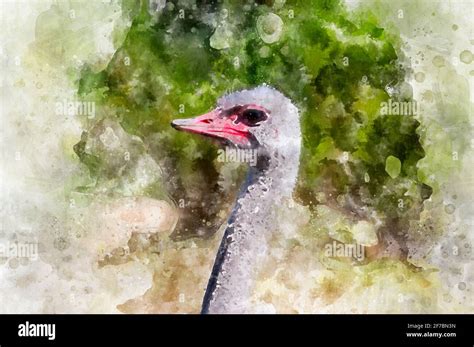 Ostrich Watercolor Drawing Stock Photo Alamy