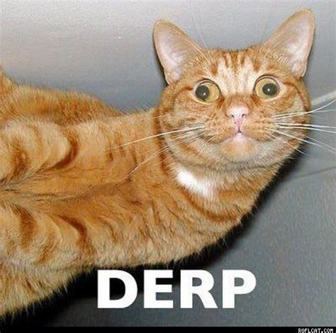 Derpy Cat Derpd Pinterest Cat And Animal