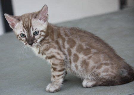 They are exceptionally unique and amazing! Snow Bengal Kittens For Sale Near Me