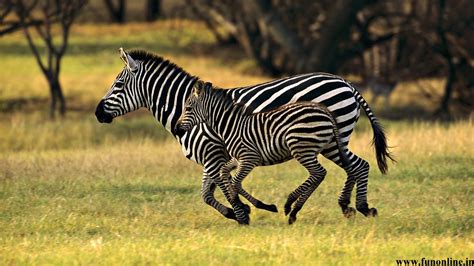 Baby Zebra Wallpaper 51 Images