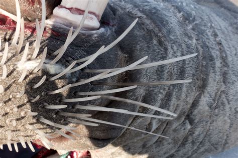 Walrus Whiskers Stock Image C0262362 Science Photo Library