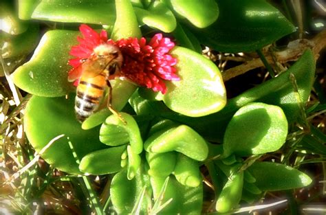 Flowers that bloom in february in california. California Magnolia Blooms in January