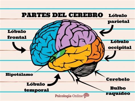 Partes Del Cerebro Y Sus Funciones ¡con Fotos Anatomia Del Cerebro