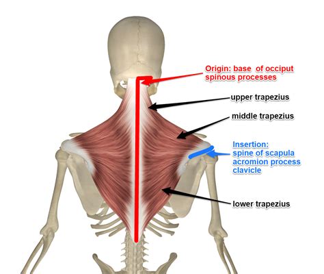 However, the muscle names often reflect something about their action, their shape, or their locations. TRAPEZIUS MUSCLE - Mobile Physiotherapy Clinic Ahmedabad ...