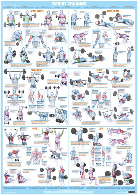 Bodybuilding Posters Weight Training Exercise Charts Buy Online In