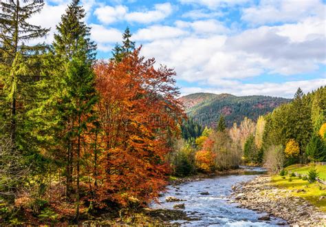 Mountain River In Autumn Forest Stock Photo Image Of Bright Creek
