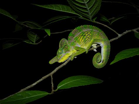 Male Labords Chameleon Furcifer Labordi Kirindy Forest Flickr