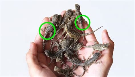 5 Simple Ways To Sex A Bearded Dragon Male Vs Female Differences