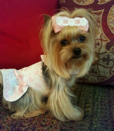 Yorkie Pink Teacup Yorkie Dogs Yorkie Lovers Cute Little Dogs