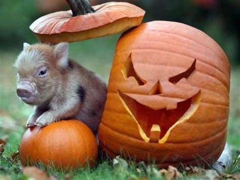 Quiz Therapy › Log In Halloween Traditions Miniature Pigs Cute Piggies