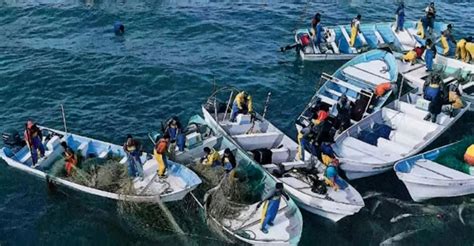 Vigilancia Contra Pesca Ilegal En México Frenada Por La Austeridad