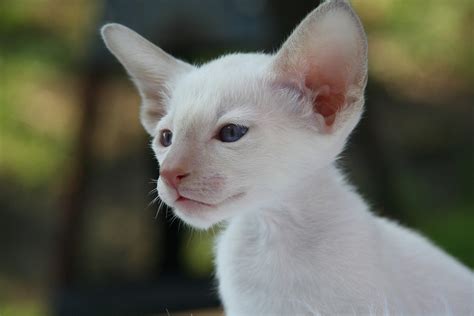 Funny cat on the internet. Free photo: Siamese Cat, Cat, Kitten, Cat Baby - Free ...