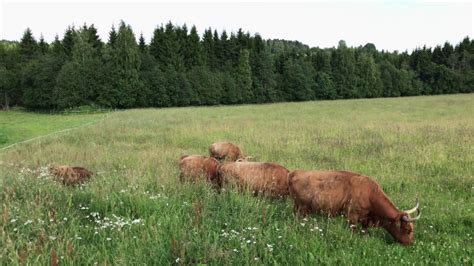 Scottish Highland Cattle In Finland Cows And Calves Moving To A New
