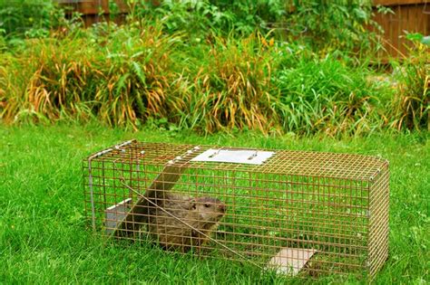 Strawberries, peaches, and even vanilla and vanilla extract have been credited with attracting a groundhog into a trap. How to Trap A Groundhog?