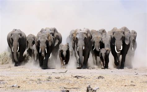 3840x2160 Resolution Group Of Elephants Running On Gray Sand Hd