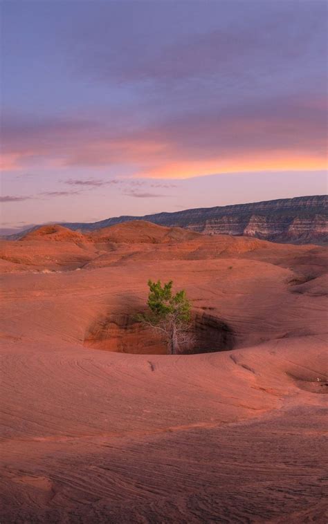 A Lone Tree In The Desert At Sunset