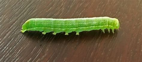 Identification What Is This 3cm Green Caterpillar From