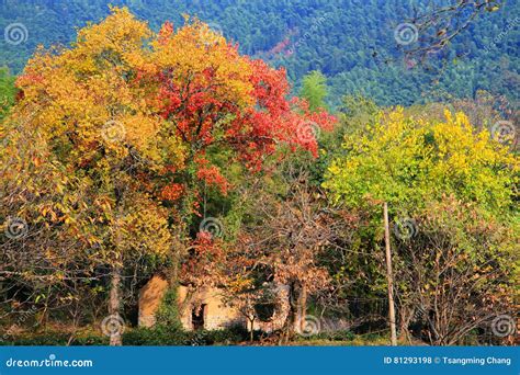 Colorful Autumn Scenery In Tachuan Stock Photo Image Of Background