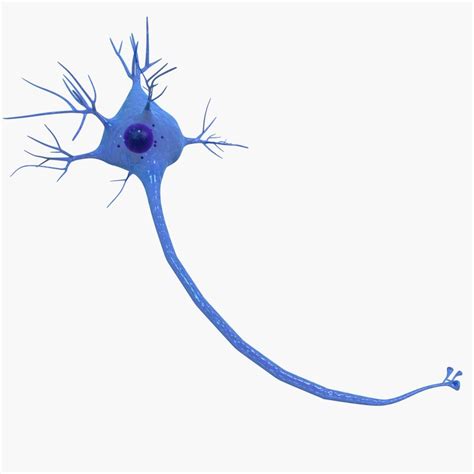 3d Neuron Cell Model Turbosquid 1276781