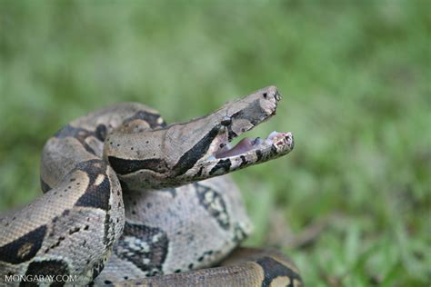 Study Answers Question How Do Boa Constrictors Kill Their Prey