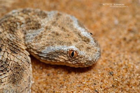 Cerastes Vipera Vipère Des Sables Sahara Sand Viper Flickr