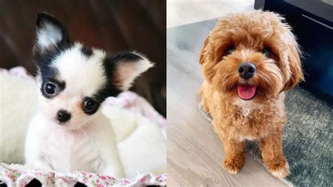 The 15 Friendliest Dog Breeds That Love People Puppies Club