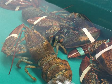 Live Lobster Tank Live Lobster Lobster Pound Lobster