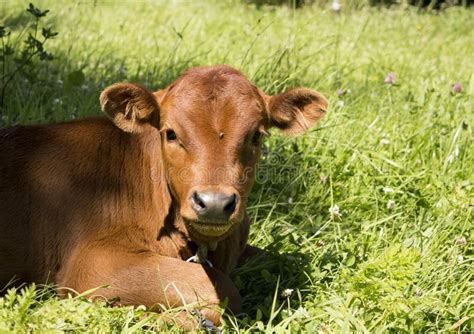 Baby Cow Stock Image Image Of Field Veal Farm Baby 9571129