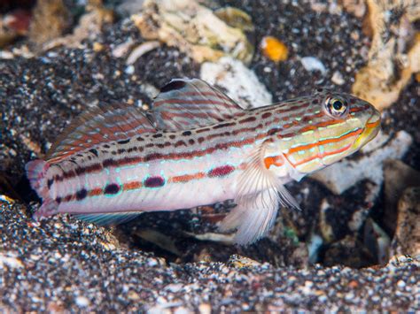 Gobies Fish Care And Facts Gobiidae Sealife Planet