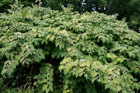 Japanese Knotweed Ontario Invasive Plant Council
