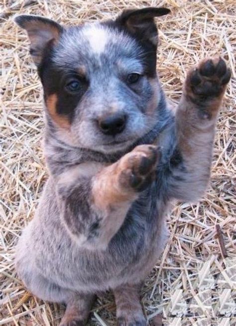 Make sure that they have access to fresh and clean water at all times. Jumping Australian Cattle Puppies For Sale - Dogs & Puppies