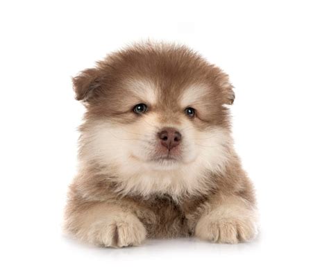 Premium Photo Puppy Finnish Lapphund In Studio