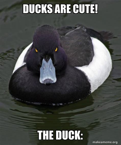 Ducks Are Cute The Duck Revenge Duck Angry Advice Duck Make A