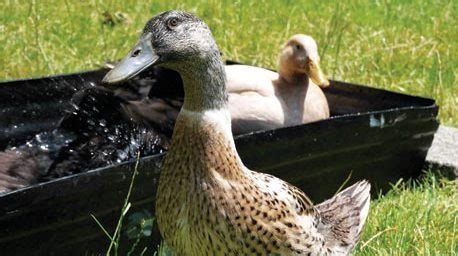 Ducklings are a good addition to your backyard or homestead. A Beginner's Guide to Keeping Ducks in Suburbia - Backyard ...