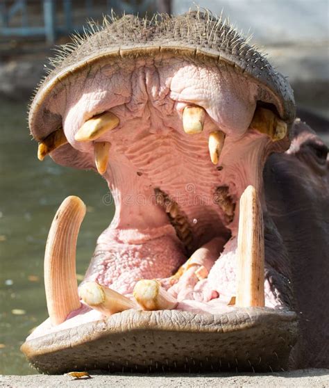Hippopotamus Teeth Stock Image Image Of Africa Mammal 95543179