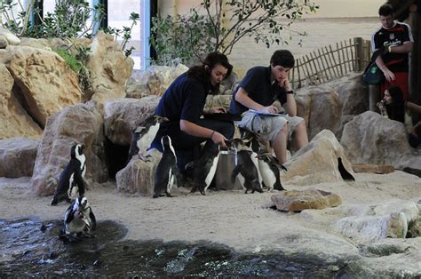 Penguin Feeding At Two Oceans Aquarium Cape Town Özlem Ercan Flickr