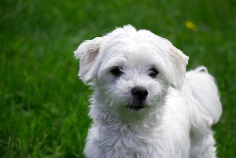 10 List Of Hypoallergenic Dog Breeds Tail And Fur