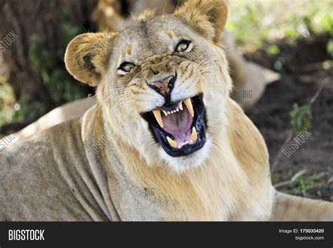 Angry Lioness Growls Image And Photo Free Trial Bigstock
