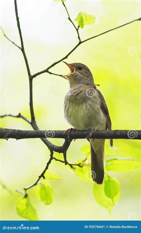 Bird Nightingale Sing Loudly In Spring Forest Stock Image Image Of