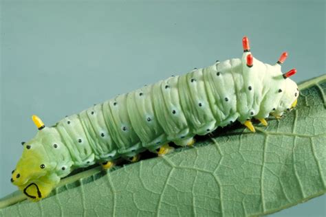 Caterpillar Identification Guide Find Your Caterpillar With Photos And