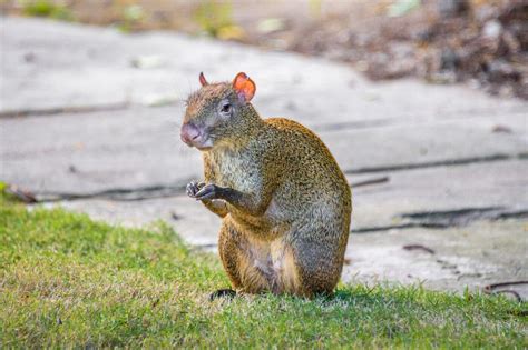 The Coolest Animals That You Can Find In The Yucatan Mexico