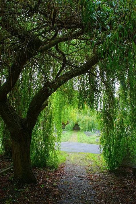 39 New Ideas Weeping Willow Tree Aesthetic