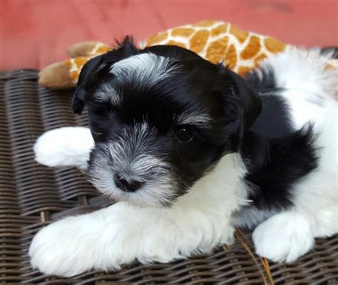 Miniature schnauzer puppies for sale, we carry variety breed from toy to large breeds here. Miniature Schnauzer Puppies For Sale | Roswell, GA #142376