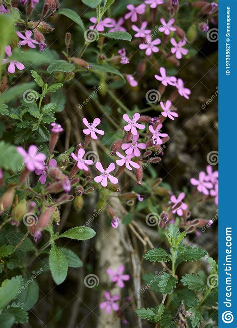 Saponaria Ocymoides Plants In Bloom Stock Image Image Of