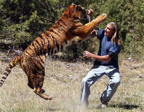 Unbelievable Tiger Attack Animals Attacking Humans Pictures Pics