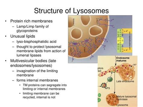 The lysosomes are the recycling and disposal site in the animal cell. PPT - Endocytosis and Lysosome Formation PowerPoint ...